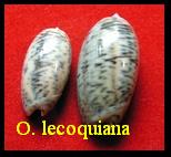 Oliva lecoquiana (Carmione), Ducros de St Germain 1857